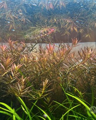 Rotala Rotundifolia pianta rossa per acquario