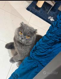 British Shorthair, 2 anni