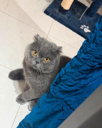 British Shorthair, 2 anni