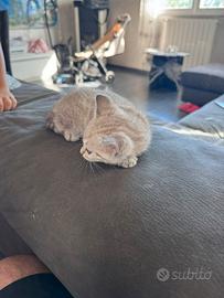 Gatti bengala altissima genealogia