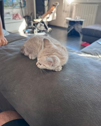 Gatti bengala altissima genealogia