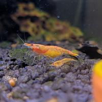 Neocaridine Davidi "Orange Sunkist" selezionate