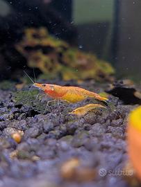 Neocaridine Davidi "Orange Sunkist" selezionate