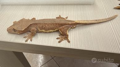 Geco ciliatus