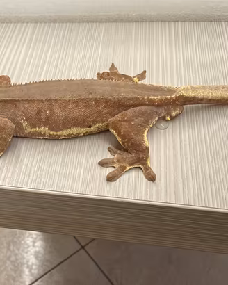 Geco ciliatus