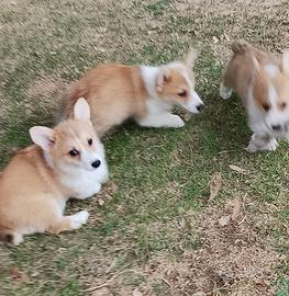 Welsh Corgi Pembroke cuccioli