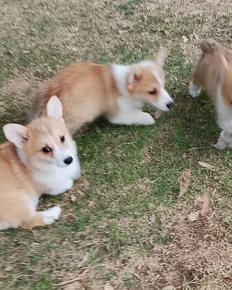 Welsh Corgi Pembroke cuccioli