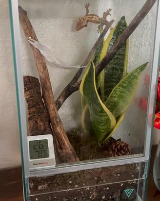 Geco ciliatus con terrario bioattivo