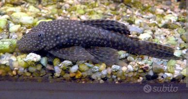 Pesce pulitore