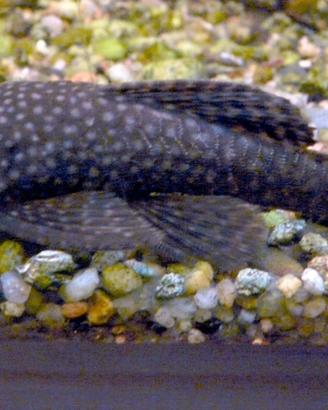 Pesce pulitore
