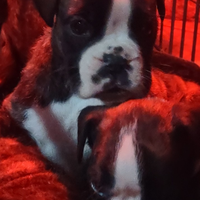 Cuccioli di boxer