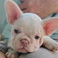 Bulldog francese femminuccia