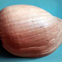 Conchiglia gigante Melo Melo