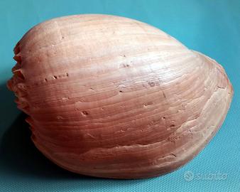 Conchiglia gigante Melo Melo