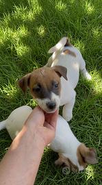 Jack Russell Cucciolo