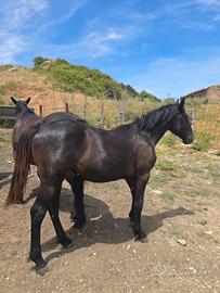 Cavallo