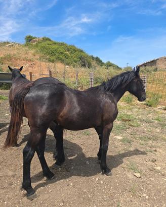 Cavallo