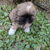 Oscar Shih Tzu maschio