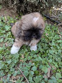 Oscar Shih Tzu maschio