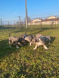 American bully cuccioli