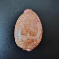 Cypraea
