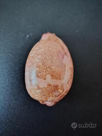 Cypraea