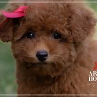 Barboncino Toy Certificato