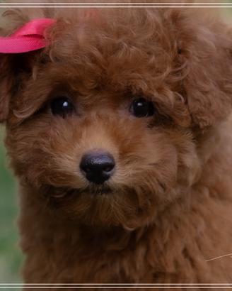 Barboncino Toy Certificato