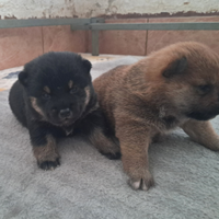 Shiba inu cuccioli