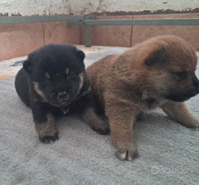 Shiba inu cuccioli