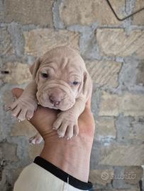 Disponibili cuccioli