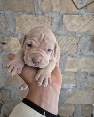 Disponibili cuccioli