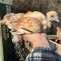 Galletti Limone ( sebright x moroseta)