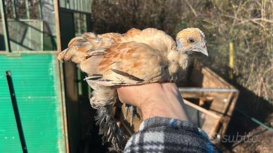 Galletti Limone ( sebright x moroseta)