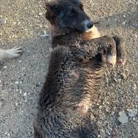 Cuccioli cane da pastore