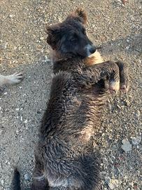 Cuccioli cane da pastore