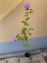 Hibiscus syriacus Blue Chiffon 