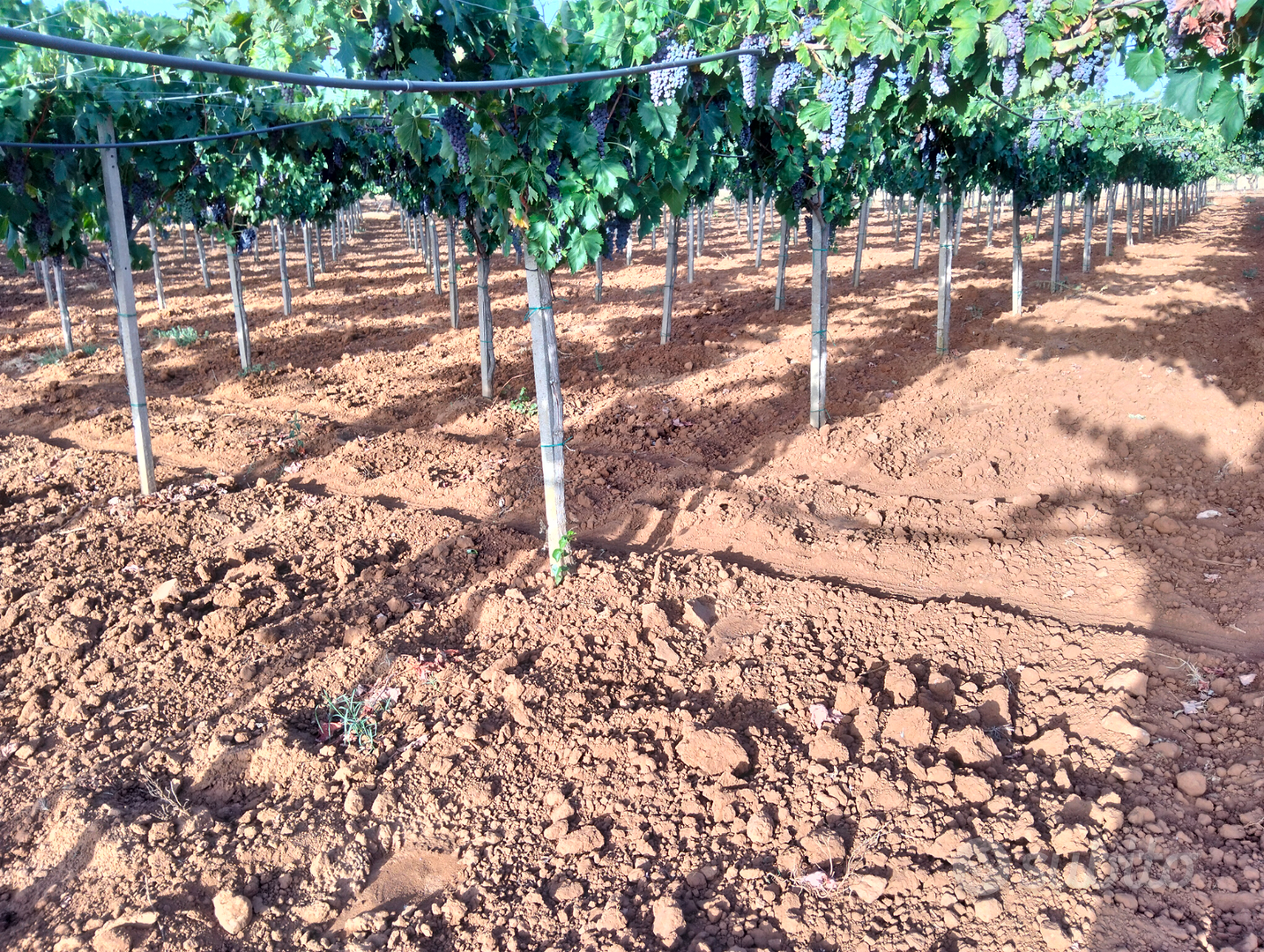 Terreno agricolo - Vista 2