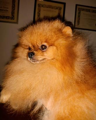 Pomeranian maschio 1kg 750gr
