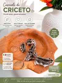 Criceto russo