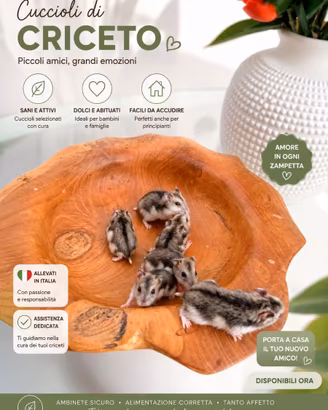 Criceto russo