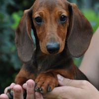 Basotto tedesco nano