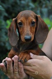 Basotto tedesco nano