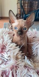 Cuccioli Sphynx Blue e Seal Point & Tortie