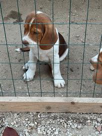 Cuccioli beagle