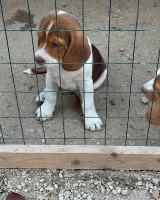 Cuccioli beagle