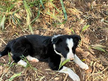 Cucciolo di Border collie