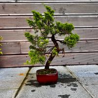 Bonsai di ginepro itoigawa pianta pre Bonsai