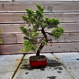 Bonsai di ginepro itoigawa pianta pre Bonsai