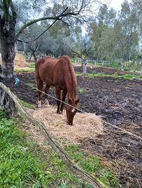 Cavallo Sella Italiana